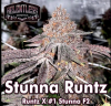 Stunna Runtz Regular Seeds by Relentless Genetics