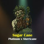 Sugar Cane Feminized Seeds by In House Genetics