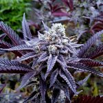 Sugar Lips Regular Seeds by Relentless Genetics