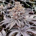 Trop Cherry Pie Regular Seeds by Relentless Genetics