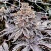 Trop Cherry Pie Regular Seeds by Relentless Genetics