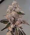 Watermelon Wonder Feminized Seeds by Relentless Genetics