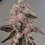 Watermelon Wonder Feminized Seeds by Relentless Genetics