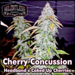 Cherry Concussion Regular Seeds by Relentless Genetics