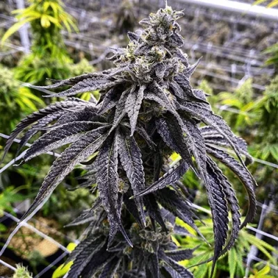 Wet Betty Feminized Seeds by Exotic Genetix - Image 2