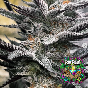 Deluxe Sugar Cane Feminized Seeds