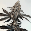 Slaphappy Feminized Seeds by Exotic Genetix - Image 3