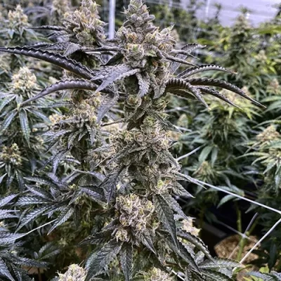 Truffle Monkey Regular Seeds by Exotic Genetix - Image 2