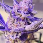 Now n cherry Regular Seeds by Relentless Genetics