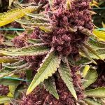 Queen of the South Seeds by Relentless Genetics