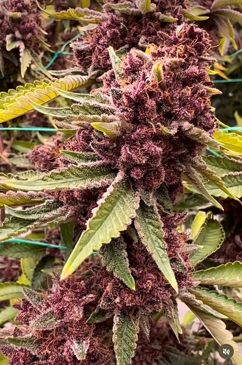 Queen of the South f2 - Copy - Copy Queen of the South Seeds by Relentless Genetics - Image 1