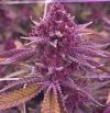Trop Cherry Bx1 Relentless Genetics | Relentless | Pack 11