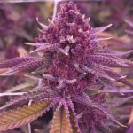 Trop Cherry Bx1 Relentless Genetics | Relentless | Pack 11