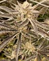 Strawberry Jello Runtz Feminized Seeds by Relentless Genetics