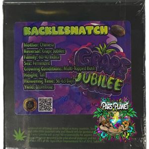 kack les natch exotic genetix