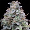 Pink Limez - Grounded Genetics - Feminized