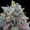 Pink Limez - Grounded Genetics - Feminized - Image 2