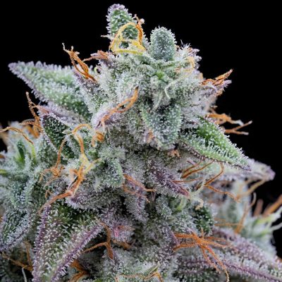 Pink Limez - Grounded Genetics - Feminized - Image 2