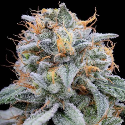 Pink Limez - Grounded Genetics - Feminized - Image 3