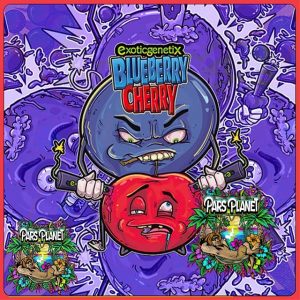 Blueberry Cherry exotic genetix