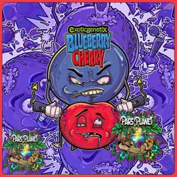 Blueberry Cherry exotic genetix