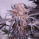 Cherry Cookie F2B  Regular Seeds by Relentless Genetics