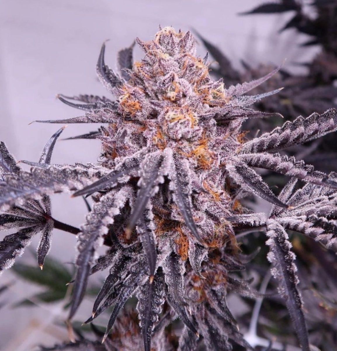 Cherry Cookie F2B Cherry Cookie F2B Regular Seeds by Relentless Genetics - Image 1