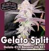 Gelato Split Regular Seeds by Relentless Genetics