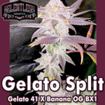 Gelato Split Regular Seeds by Relentless Genetics