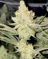 Lemon Fire Runtz Feminized seeds by Relentless Genetics