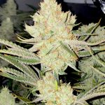 Lemon Fire Runtz Feminized seeds by Relentless Genetics
