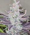 Purple Valley Grapes Regular seeds by Relentless Genetics