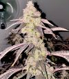 Slap Shot Feminized Seeds by Relentless Genetics