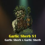 Garlic Sherb S1 Feminized Seeds by In House Genetics