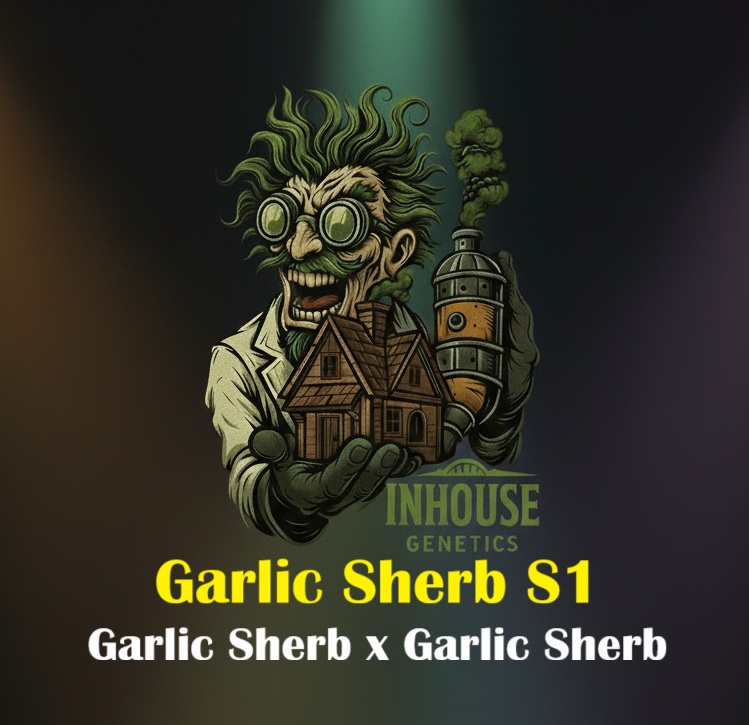 Garlic Sherb S1 Garlic Sherb S1 Feminized Seeds by In House Genetics - Image 1