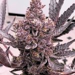 Colorado Nightshifter Feminized Seeds by Relentless Genetics