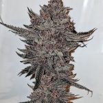 Divine Queen Regular Seeds by Relentless Genetics