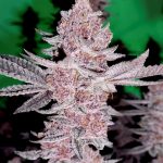 Trop Cherry Gas Feminized Seeds by Relentless Genetics