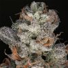 The Glow - Grounded Genetics - Feminized - Image 2