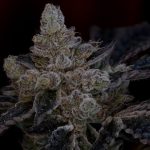 The Glow - Grounded Genetics - Feminized