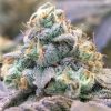 Zlurpi Feminized Seeds by Grounded Genetics