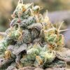 Zlurpi Feminized Seeds by Grounded Genetics - Image 3