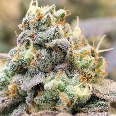 Zlurpi Feminized Seeds by Grounded Genetics - Image 3