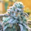 Zlurpi Feminized Seeds by Grounded Genetics - Image 2