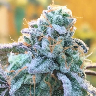 Zlurpi Feminized Seeds by Grounded Genetics - Image 2