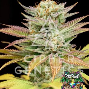 100 Rackz Feminized Seeds by Cipher Genetics - 12 Seeds