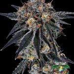 Blue Fumez Feminized Seeds by Grounded Genetics