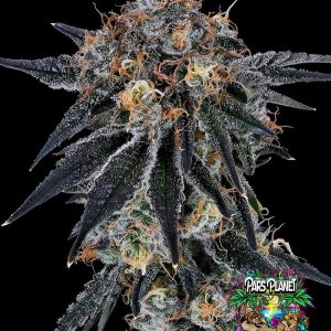 Blue Fumez Feminized Seeds by Grounded Genetics