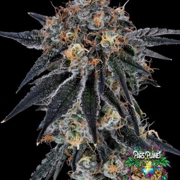 Blue Fumez Feminized Seeds by Grounded Genetics