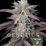 Caramelz Feminized Seeds by Cipher Genetics - 12 Seeds